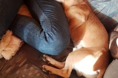 IMG-20181224-WA0024