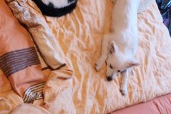 IMG-20181113-WA0036