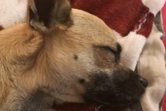 IMG-20181218-WA0027