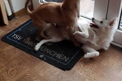 IMG-20181221-WA0005