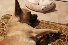 IMG-20181223-WA0003