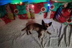IMG-20181223-WA0016