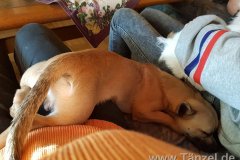 IMG-20181224-WA0043