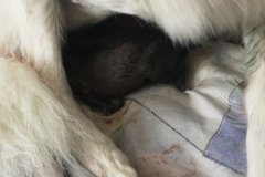 IMG-20190618-WA0009