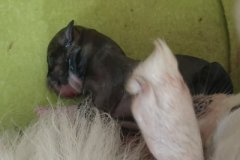 IMG-20190618-WA0024