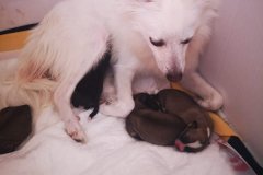 IMG-20190619-WA0004