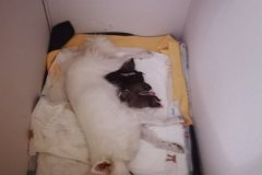 IMG-20190619-WA0005