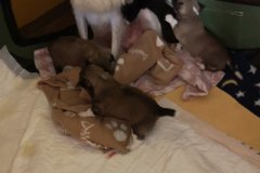 IMG-20190710-WA0005