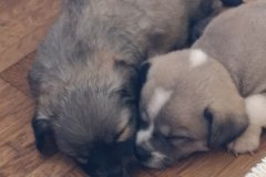 IMG-20190720-WA0019