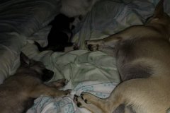 IMG-20190813-WA0002