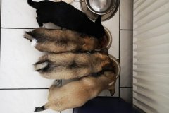IMG-20190816-WA0010
