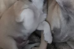 IMG-20190821-WA0002