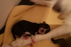 IMG-20190902-WA0132