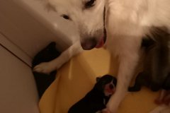 IMG-20190902-WA0135