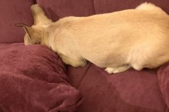 IMG-20190913-WA0066