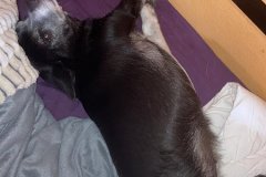 IMG-20210801-WA0017