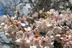 IMG-20230409-WA0066