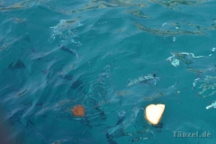 Medulin Schifffsfahrt9_8_17_58