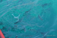 Medulin Schifffsfahrt9_8_17_61