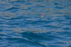 Medulin Schifffsfahrt9_8_17_71