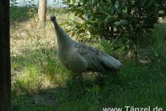 IMG-20190902-WA0082