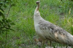 IMG-20190902-WA0114