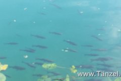 IMG-20190903-WA0019