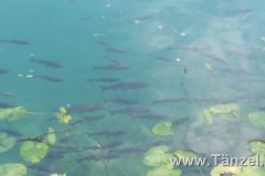 IMG-20190903-WA0020