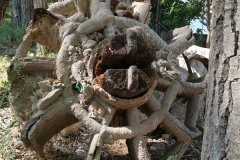 IMG-20190903-WA0330